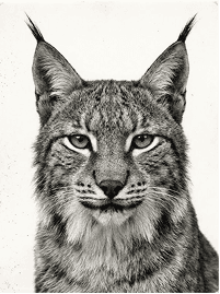 Lynx